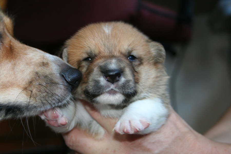 Puppies